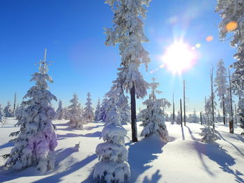 Trees on snow covered field against sky