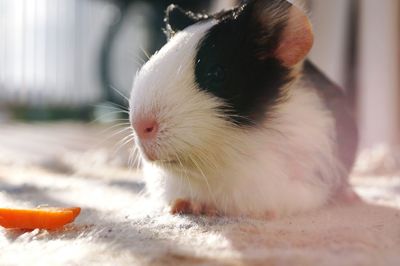 Close-up of hamster