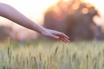 Close-up of hand touching plant on field during sunset