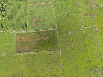 Full frame shot of agricultural field