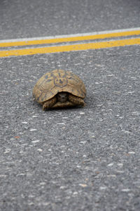 Close-up of shell on road