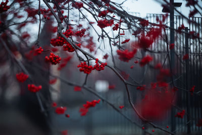 Branches of red rowan