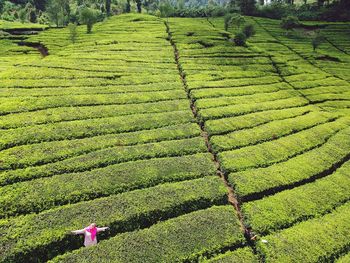 Aerial view of woman standing at farm