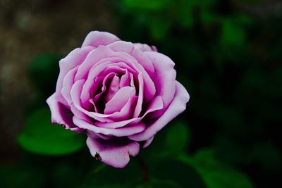 Close-up of pink rose