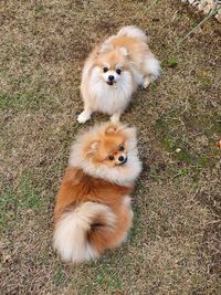 High angle view of dogs on field