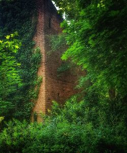 Trees growing in forest