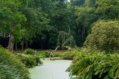 Scenic view of forest