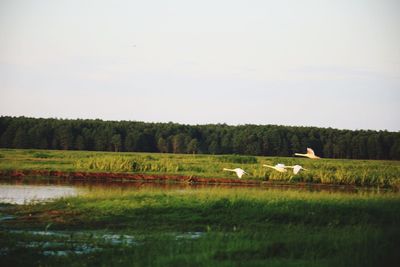 Scenic view of landscape against clear sky