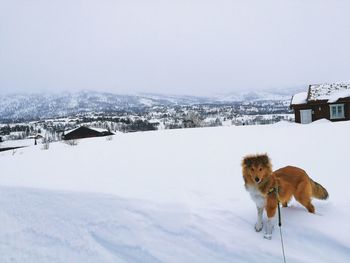 Dog standing on snow covered field against sky during winter