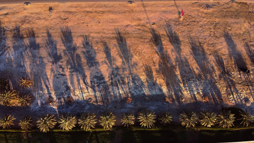 High angle view of trees on field