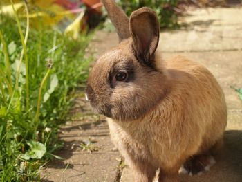 Close-up of rabbit on grass