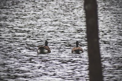 Ducks swimming in lake