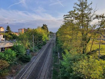 Railroad tracks along trees and plants