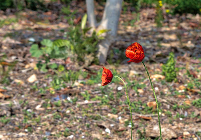 Close-up of red flower growing on plant