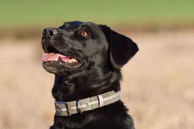 Close-up of black labrador retriever sitting in a meadow 