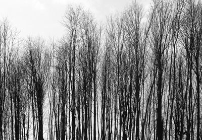 Low angle view of bare trees against sky