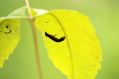 Close-up of butterfly on leaf