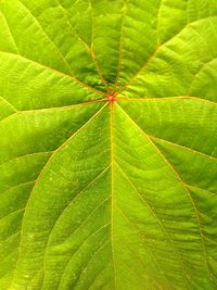 Full frame shot of green leaves