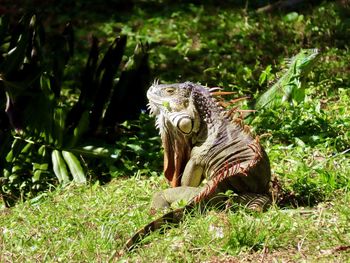 Closeup of a large iguana