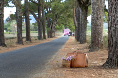 Empty road amidst trees in city