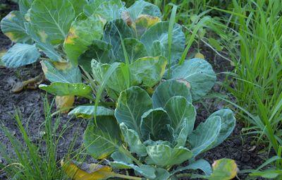 Close-up of plants growing on field