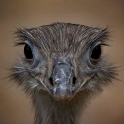 Close-up portrait of owl