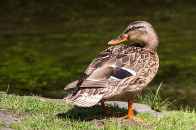 Close-up of mallard duck at lakeshore