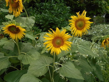 Close-up of sunflower blooming in field
