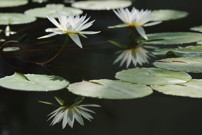 Close-up of white flowers