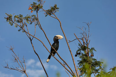 Low angle view of eagle perching on tree