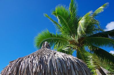 Low angle view of coconut palm tree on hutt against blue sky