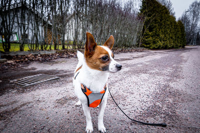 Dog looking away on road