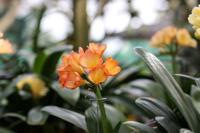 Close-up of yellow flowering plant