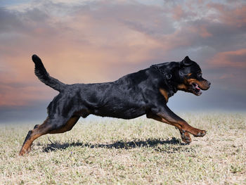 Dogs running on field