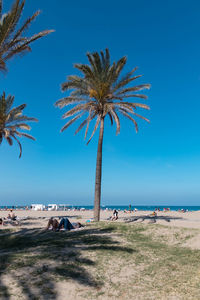 Palm trees on beach against blue sky