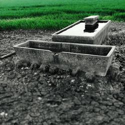 Surface level of grass