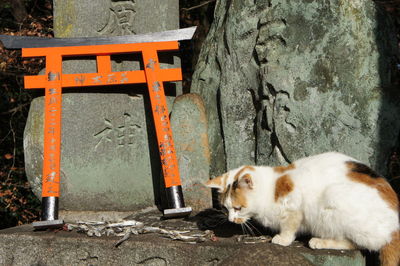 Cat sitting outdoors