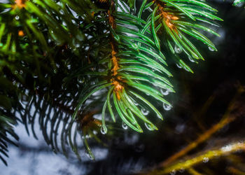 Close-up of raindrops on pine tree