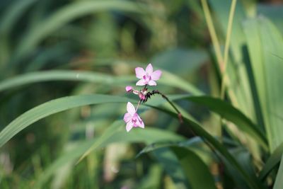 Close-up of pink flower blooming outdoors