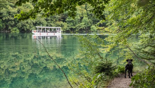 Man standing on lake against trees