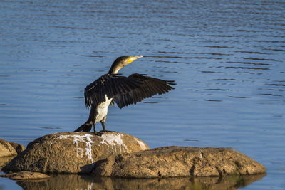 Bird perching on rock by lake