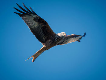 Low angle view of bird flying against clear blue sky