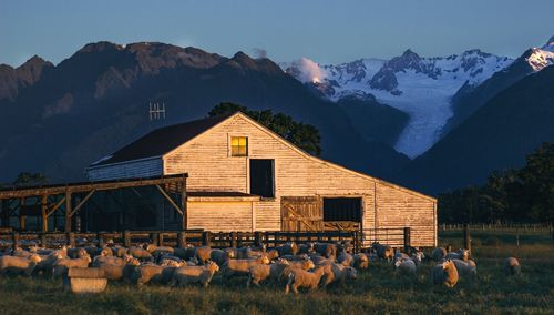 Flock of birds on field by mountains against sky