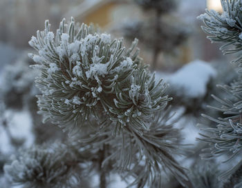 Close-up of frozen plant