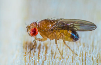 A very small fruit fly runs over a table