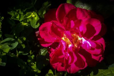 Close-up of pink rose