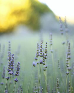 Close-up of purple flowering plants lavender on field