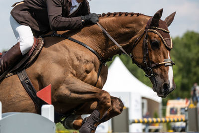 Man riding horse