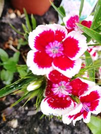 Close-up of flowers blooming outdoors