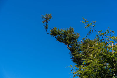 Low angle view of tree against blue sky